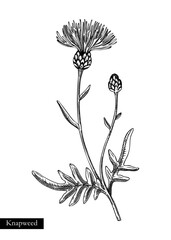 Greater knapweed vector illustration. Hand drawn summer flower sketch. Wildflower drawing isolated on white background. Meadows or woodlands flowering plant. Floral design element - obrazy, fototapety, plakaty