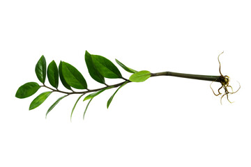 Obraz premium Green Leaves of Zanzibar Gem, Zuzu or Emerald Palm Plant Isolated on White Background. Young Zanzibar gem plant in flowerpot.