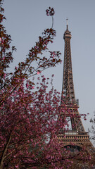 Eiffel Tour and flowers
La Tour Eiffel y flores