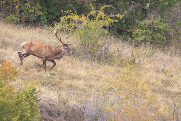 The male red deer (Cervus elaphus) stag or hart.
