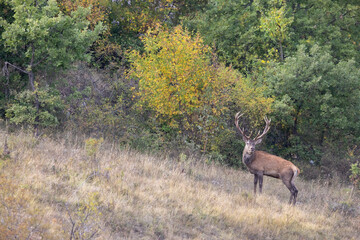 The male red deer (Cervus elaphus) stag or hart.
