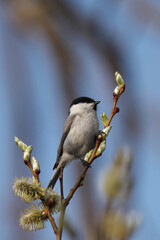 ネコヤナギの枝に止まったコガラ