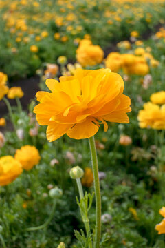 Yellow flowers of garden cultivated buttercups close-up on a floral blurred background
