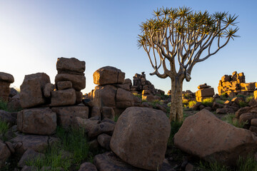 Quiver tree between large rocks at Giants Playground