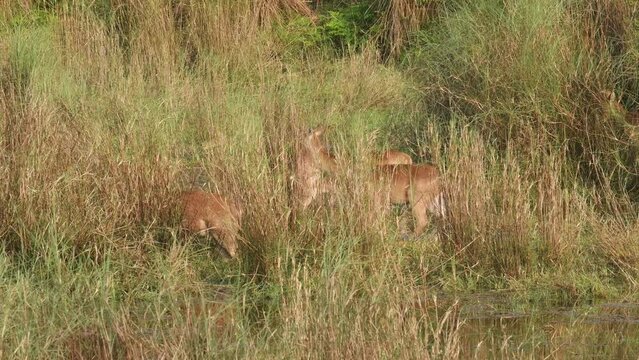 full shot of wild male Barasingha or Rucervus duvaucelii or Swamp deer twelve horned a vulnerable animal crossing or walking in frame in natural wetland grassland forest habitat of india asia