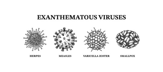 Exanthematous viruses. Hand drawn set of microorganisms. Scientific vector illustration in sketch style.