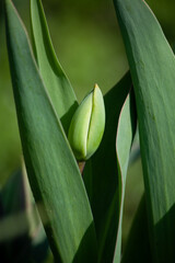 Obraz premium tulip in the garden