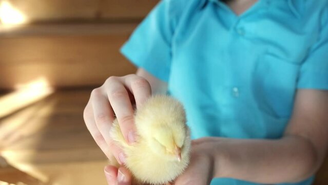 a boy in a blue shirt holding a chicken