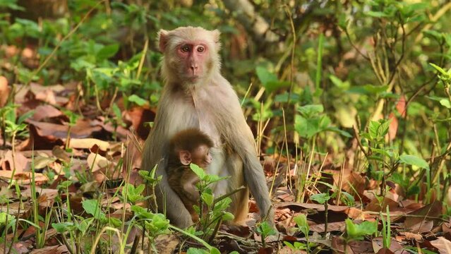 tender moment Mother loving her playful baby closeup. Rhesus macaque or Macaca monkey and new born baby playing feeding cuddling moment behavior in natural green background in forest of india