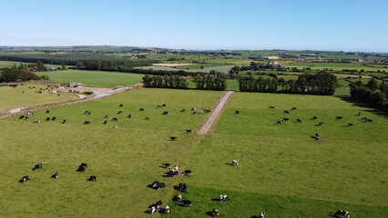 Picturesque fields, blue sky on a sunny summer day. Animals in the pasture. Agricultural landscape. Livestock lands, top view. Green grass field under blue sky - obrazy, fototapety, plakaty
