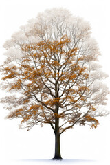 European beech, Rotbuche, haya europea