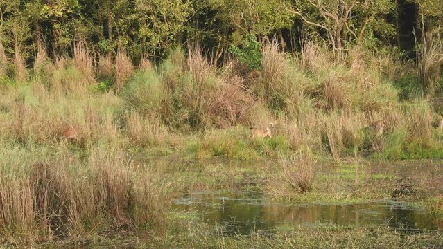 wide shot of wild Barasingha or Rucervus duvaucelii or Swamp deer twelve horned a vulnerable animal family feeding in natural floodplains grassland forest habitat of india asia