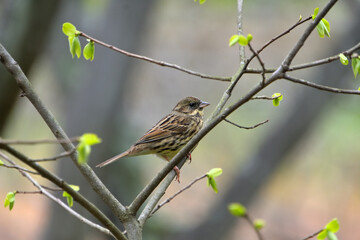 若葉が出始めた枝にとまったアオジ