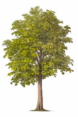 European beech, Rotbuche, haya europea