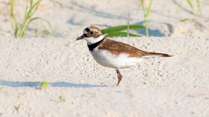a bird on the beach