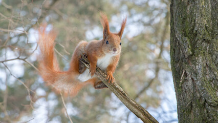 squirrel on a tree