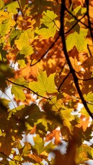 Vertical shot of tree branches with yellow leaves under the sunlight