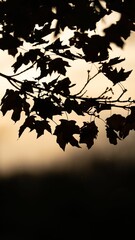 Vertical shot of a silhouette of a tree branch with leaves
