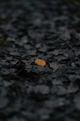 Closeup of a dry yellow autumn leaf on a grey foliage