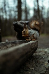 Closeup of a tree squirrel eating from its paws against the blurred dog statue background