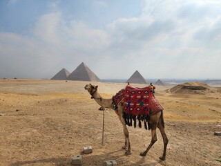 Camel standing in the desert with the great pyramids of Giza Cairo Egypt