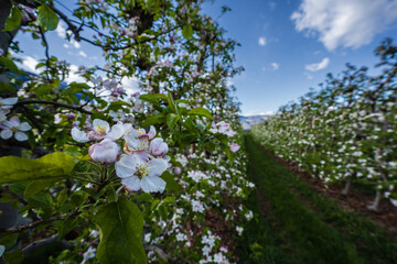 Beautifully blooming apple trees in orchards in South Tyrol, Italy