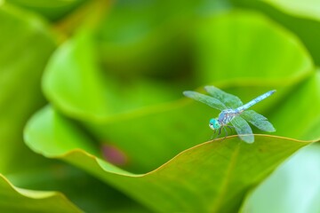 Macro of a blue Odonata insect resting on a green leaf outdoors