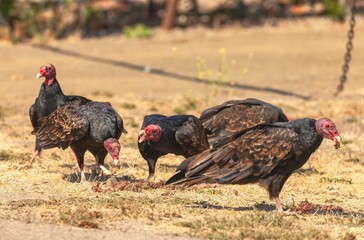 Closeup of Turkey Vultures or Cathartes Aura feeding on meat on golden grass