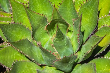Image of a Shaw's agave (Agave shawii)