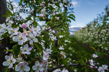 Beautifully blooming apple trees in orchards in South Tyrol, Italy