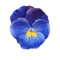 Blue and yellow garden bicolor pansy flower (viola bicolor, arvensis, heartsease, violet, kiss-me-quick). Hand drawn botanical watercolor painting illustration isolated on white background