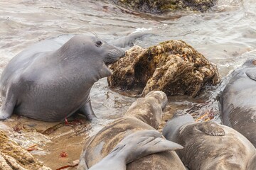 Closeup shot of northern elephant seals near the sea in California, USA