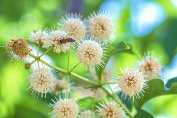 Closeup shot of California buttonbush flowers with a honeybee