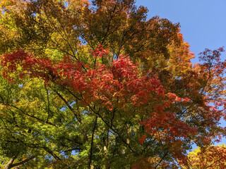 Japanese maple tree in autumn with amazing three different colors of leaves 