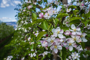 Beautifully blooming apple trees in orchards in South Tyrol, Italy