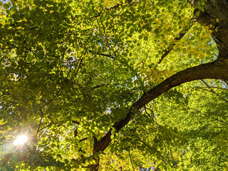 sun shining through the green leaves of a lime tree