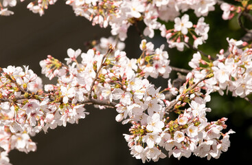 満開の桜の枝