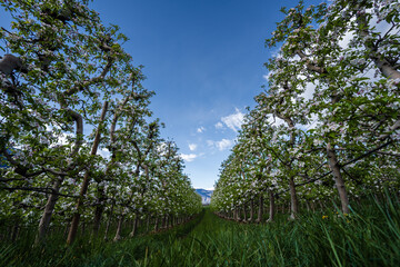 Beautifully blooming apple trees in orchards in South Tyrol, Italy