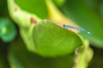 Macro shot of an Alkali Bluet damselfly on green leaf