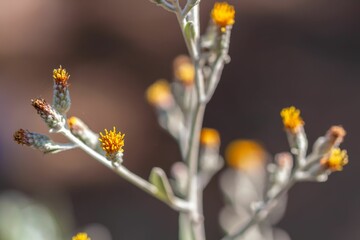 Selective focus of Hazardia plant with blur background