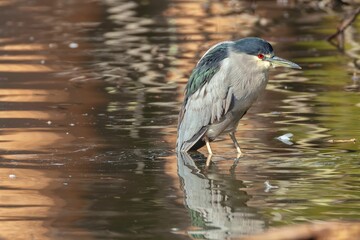 Beautiful black-crowned night heron taking a dip in a reflective lake in the wilderness