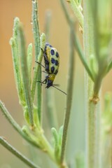 Closeup of a cute little spotted cucumber beetle going down wet green plants in a sunny wilderness
