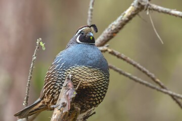 Closeup of a beautiful, chubby California quail perched on a leafless branch in the wilderness