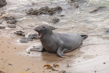 Beautiful young northern elephant seal yawning at the beach
