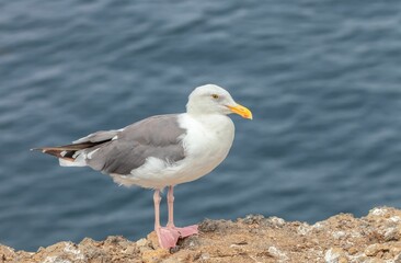 Obraz premium Close-up shot of a Western gull perched on a lakeside