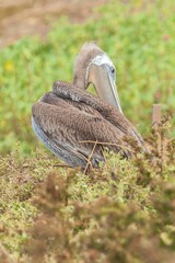 Close-up shot of a Galapagos Brown Pelican perched on a branch