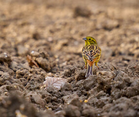 Yellow hammer feeding on the ground