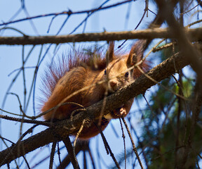 Red squirrel on a pine tree