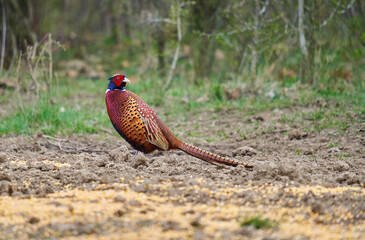 Male pheasant in the forest