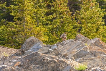 Female bighorn sheep (Canadensis) in a forest